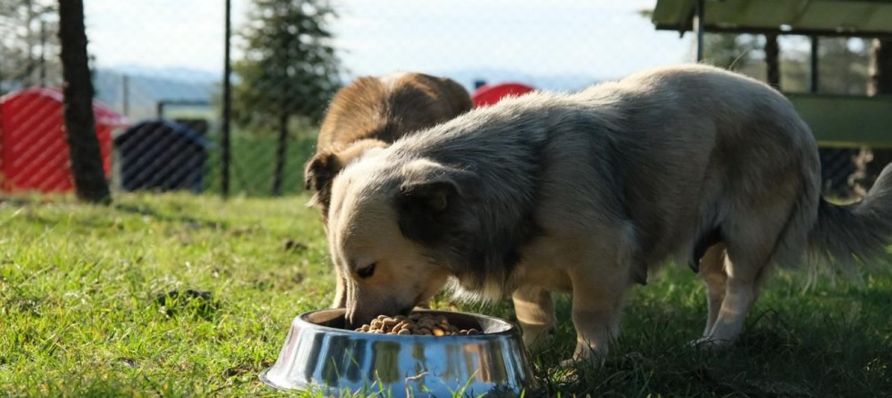 ALTIEYLÜL HAYVAN BARINAĞI TÜM BİRİMLERİYLE FAALİYETE GEÇTİ*