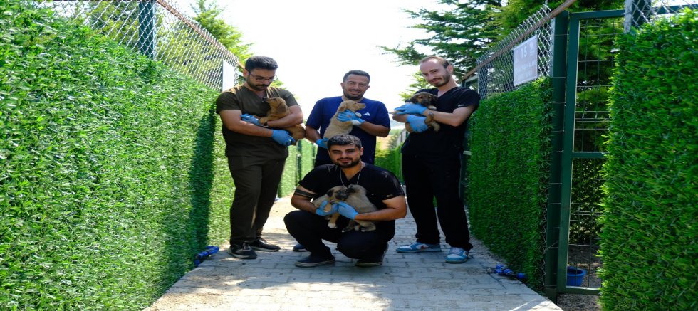   Altıeylül Belediyesi Hayvan Bakımevi, Sahipsiz Hayvanlara Umut Olmaya Devam Ediyor.