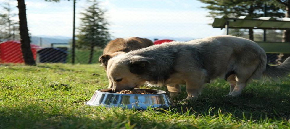 ALTIEYLÜL HAYVAN BARINAĞI TÜM BİRİMLERİYLE FAALİYETE GEÇTİ*