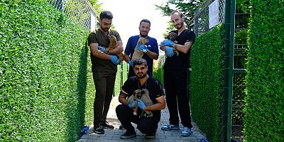   Altıeylül Belediyesi Hayvan Bakımevi, Sahipsiz Hayvanlara Umut Olmaya Devam Ediyor.