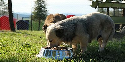 ALTIEYLÜL HAYVAN BARINAĞI TÜM BİRİMLERİYLE FAALİYETE GEÇTİ*