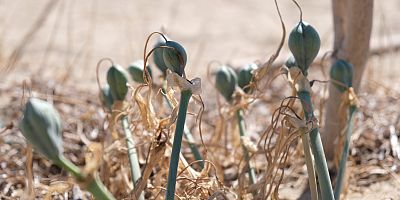 AYVALIK’IN KUM ZAMBAKLARINDA ÇİÇEK ZAMANI
