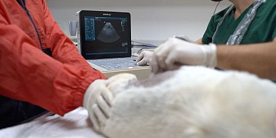 BANDIRMA BELEDİYESİ PATİLİ DOSTLARININ YANINDA