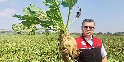 Bu proje çok tatlı, şekeri kendinden