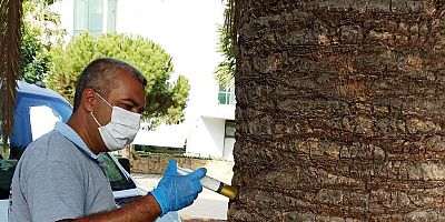 BURHANİYE’DE PALMİYELER BELEDİYE KORUMASINDA