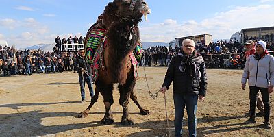 BURHANİYE’DE ZEYTİN HASAT FESTİVALİ VE DEVE GÜREŞLERİ BAŞLIYOR