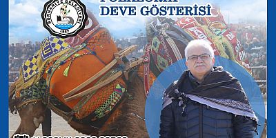 BURHANİYE PELİTKÖY DEVE GÜREŞLERİ BAŞLIYOR