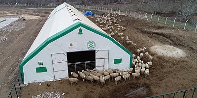 Büyükşehir’den ‘Balıkesir Kuzusu’ üretimine destek