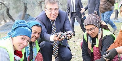 EDREMİT BELEDİYESİ SON ZEYTİN HASADINI YAPTI