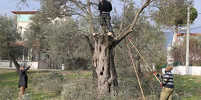 EDREMİT’TE HASAT SONRASI ZEYTİNLER BUDANIYOR