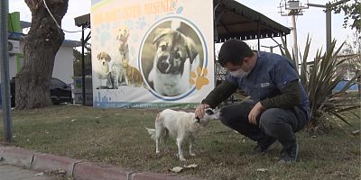 Ezilen köpek yeniden koşuyor