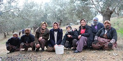 Özlem Başkan traktör sürdü,  zeytin hasadı yaptı